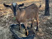 बकरा, बकरियाँ — फ़ोटो 1