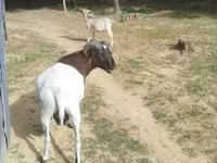 Carnero, Cameroon sheep — foto 2