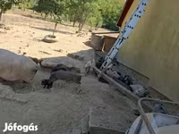 नर सूअर, Вьетнамская вислобрюхая — फ़ोटो 3