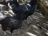 Chickens — zdjęcie 1