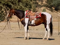 Pastuv, National Show Horse — fotografija 5