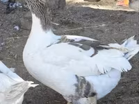 Geese — फ़ोटो 3