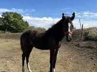 Égua, Cavalos — foto 1