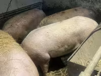 Cerdos (lote, sexo no especificado), Cerdos — foto 2