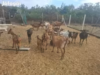 Billy Goat, Nubian Goat — photo 5