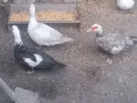 Ducks — zdjęcie 5