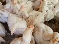 Chickens — 写真 3