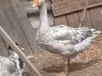 Geese — Foto 5