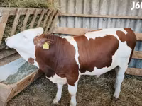 Byk, Krowa limuzyńska — zdjęcie 1