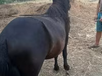 Horse (M), Horses — photo 4