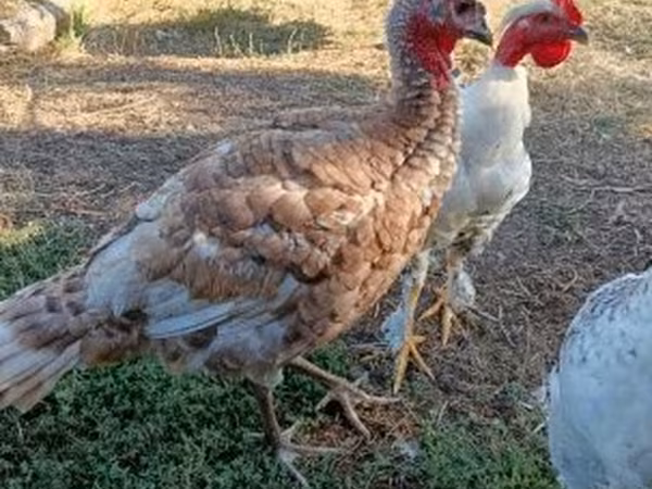 Turkeys