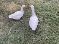 Geese — fotografija 4