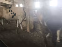 Vache, Race Holstein — photo 4