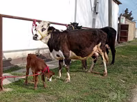 Krowa, Simmental cattle — zdjęcie 1