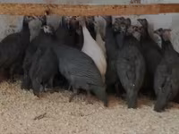 Guinea fowl — zdjęcie 1