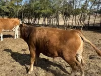 公牛, Limousin cow — 照片 4