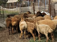 Ovce (partija, pol nije naveden), Karabakh sheep — fotografija 3