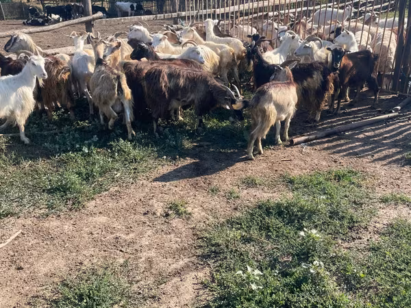 Kozioł, Kozy