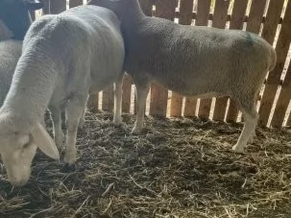 Қой, Merinoland sheep
