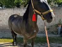 公马, Nonius horse — 照片 1