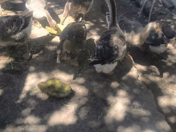 Geese