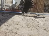 Ayam Cemani — Foto 3