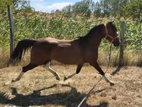 Caballo, Westphalian — foto 6