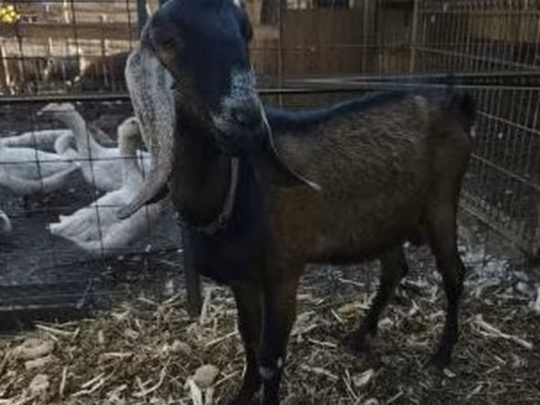 Echki, Nubian Goat