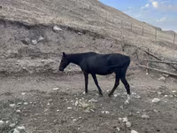 Kobila, Anglo-Arabian — fotografija 2