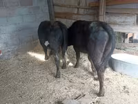 Cow, Swiss cattle — photo 1
