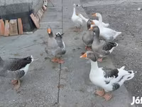Geese — फ़ोटो 6