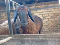 Baran, Owce — zdjęcie 1