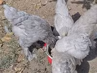 Brahma — foto 8