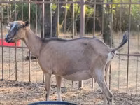 雌ヤギ, Alpine goat — 写真 1