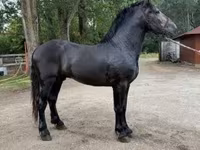 Pastuv, Friesian — fotografija 2