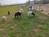 Baran, Dorper sheep — zdjęcie 4