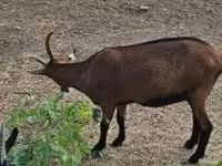 母山羊, Alpine goat — 照片 3