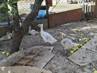 Ducks — Foto 4