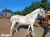 Caballo, Caballos — foto 5