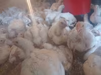 Chickens — Foto 1