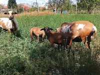 Қошқар, Cameroon sheep — 3-сурет