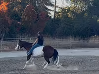 Koń, American paint horse — zdjęcie 6
