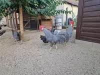 Chickens — zdjęcie 3