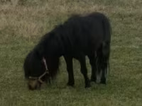 Cavalo, Cavalos — foto 1