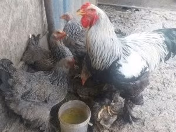 Brahma