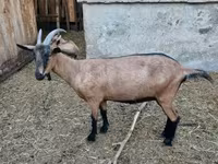 Koza, Alpine goat — zdjęcie 2
