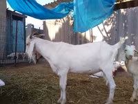 Billy Goat, Saanen goat — photo 7