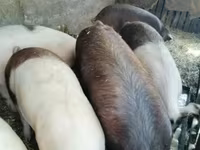 Säue, Schweine — Foto 3