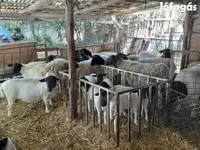Oveja, Dorper sheep — foto 2
