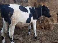 Bull, Russian Black pied cattle — photo 4